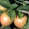 Jonagold Apple Tree -Alpja Fruits Shop a460jonagold apples 1