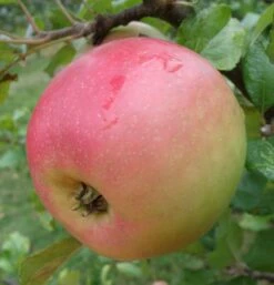 Alpja Fruits Shop -Alpja Fruits Shop a485 king edward 1