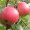 Queen Cox Self-Fertile Apple -Alpja Fruits Shop a581 2