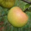 Roxbury Russet Apple -Alpja Fruits Shop a628 roxbury russet 1