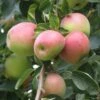 Shay Apple -Alpja Fruits Shop a650