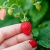 Reine Des Vallees Alpine Strawberry -Alpja Fruits Shop alpinestrawberry