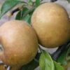 Brown Russet Apple -Alpja Fruits Shop apple a110 brown russet 1