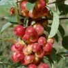 Scarlet Sentinel Columnar Apple -Alpja Fruits Shop apple ScarletSentinel