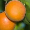 Chinese Sweet Pit Apricot -Alpja Fruits Shop apricots c476 chinese sweet pit