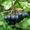 McKenzie Aronia -Alpja Fruits Shop aronia 4 1 4d2cca65 c295 4edb 8eaa 6461b27e22b4