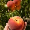 Avalon Pride Peach -Alpja Fruits Shop avalon pride peach