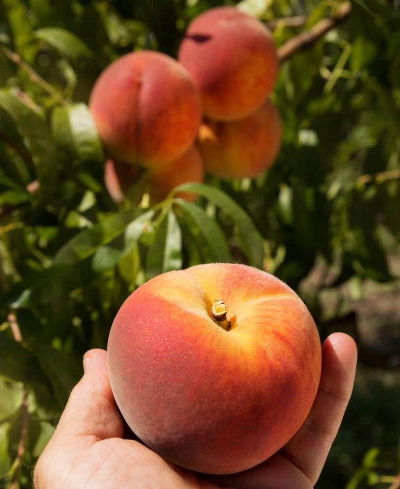 Avalon Pride Peach 3 Avalon Pride Peach
