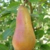 Abbe Fetel European Pear -Alpja Fruits Shop b025 abbe fetel 1