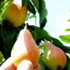 Arganche European Pear -Alpja Fruits Shop b037 araganche 1