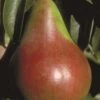 Pound European Pear -Alpja Fruits Shop b187 pound european pear 31 1