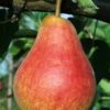 Ubileen European Pear 2 Ubileen European Pear -Alpja Fruits Shop b260 ubileen pear 3 1