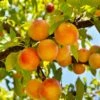 Baby Crawford Peach -Alpja Fruits Shop baby crawford peach 1