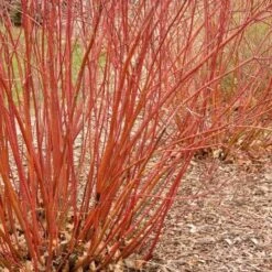 Baileyi Red Twig Dogwood
