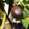 Beall Fig 2 Beall Fig -Alpja Fruits Shop beall 1 1