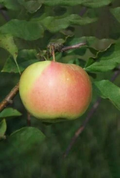 Bella™ Apple