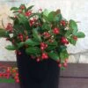 Berry Cascade ™ Wintergreen -Alpja Fruits Shop berrycas w logojpeg 1