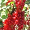Rovada Red Currant -Alpja Fruits Shop best rovada red currant 1