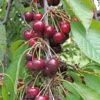 Bing Cherry -Alpja Fruits Shop bing cherry 1