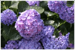 Let's Dance® Blue Jangles® Reblooming Hydrangea -Alpja Fruits Shop bjangle