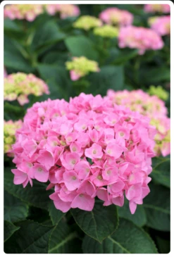 Let's Dance® Blue Jangles® Reblooming Hydrangea -Alpja Fruits Shop bjangle2