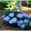 Let's Dance® Blue Jangles® Reblooming Hydrangea -Alpja Fruits Shop bjangle4