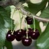 Black Tartarian Cherry -Alpja Fruits Shop black tartarian 600x635 1
