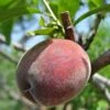 Black Boy Peach -Alpja Fruits Shop black boy peach 1