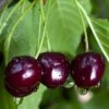 Black Gold Cherry -Alpja Fruits Shop black gold cherry