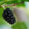 Oscar Mulberry -Alpja Fruits Shop black mulberry