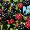 Arapaho Thornless Blackberry 2 Arapaho Thornless Blackberry -Alpja Fruits Shop blackberry