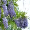 Alpha Blue Moon Wisteria -Alpja Fruits Shop bluemoon