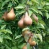 Bosc European Pear -Alpja Fruits Shop bosc pear 1