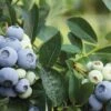 Alpha Blue Ribbon Blueberry -Alpja Fruits Shop br