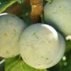 Bavay Gage European Plum -Alpja Fruits Shop c010 bavay gage