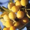 Mirabelle De Metz European Plum -Alpja Fruits Shop c208r