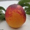 Speckled Egg Nectarine 2 Speckled Egg Nectarine -Alpja Fruits Shop c578 speckled egg 1 1