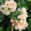 Cameo Flowering Quince 1 Cameo Flowering Quince -Alpja Fruits Shop cameo 1