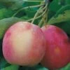 Centennial Crabapple -Alpja Fruits Shop centennialapplefruit0101