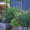 Freyr Trellis By Seattle Urban Farm Company