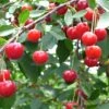 Balaton™ Cherry -Alpja Fruits Shop cherries joylandis