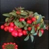 Cherry Berries ™ Wintergreen -Alpja Fruits Shop cherryb w logo
