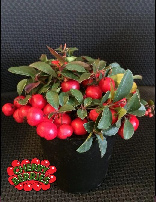 Cherry Berries ™ Wintergreen 3 Cherry Berries ™ Wintergreen