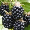 Chester Blackberry -Alpja Fruits Shop chesterblackberry