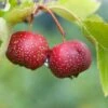 Red Sun Chinese Hawthorn -Alpja Fruits Shop chinese haw