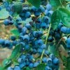 Alpha Chippewa Blueberry -Alpja Fruits Shop chippewa 1 1