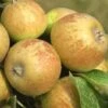 Medaille D'Or Cider Apple -Alpja Fruits Shop cider apple a435s medillin