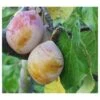 Coe's Golden Drop European Plum -Alpja Fruits Shop coes g drop