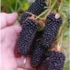 Columbia Giant Thornless Blackberry -Alpja Fruits Shop columbia giant 1
