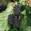 Columbia Star Thornless Blackberry -Alpja Fruits Shop columbia star 1